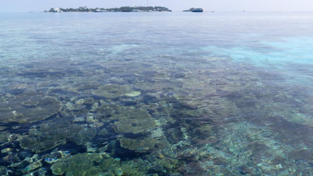 3 Point Snorkeling